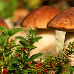 Лучшие места грибной «охоты» в Ленинградской области